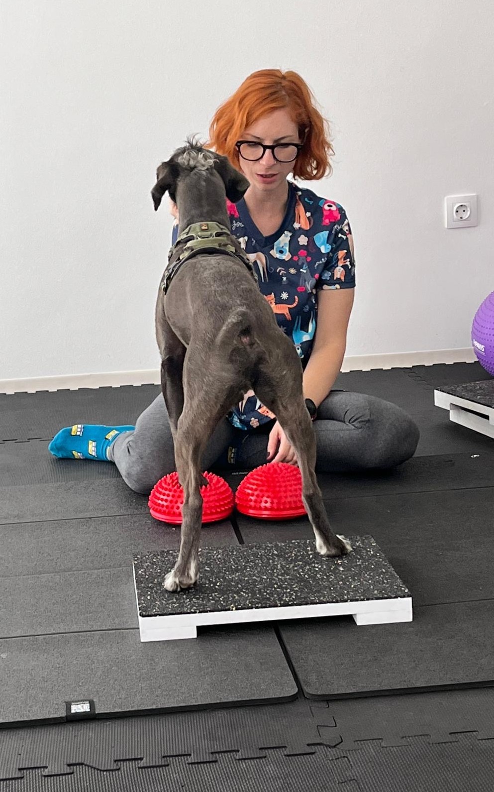 kutya fizioterápia vas megye